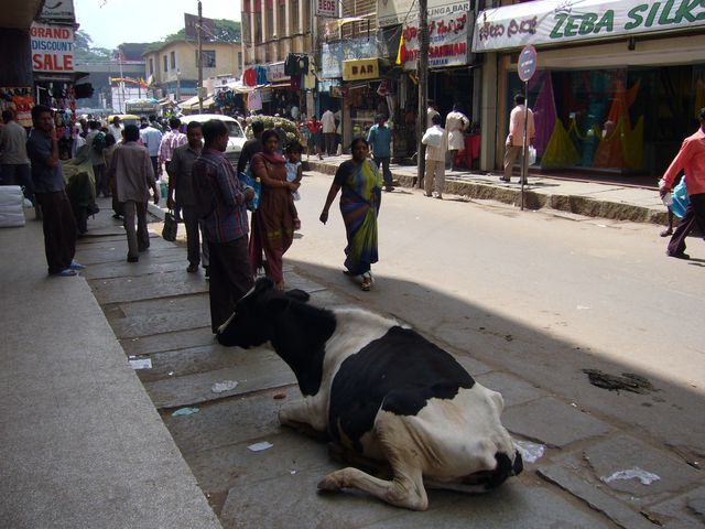 a cow just lying around