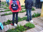 herbs plant on the roof
