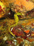 seahorse on a night dive